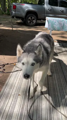 Can’t you tell time?  #alwayshungry #kona #tooearly #konamalone #husky #huskykona #konahusky #talkingdog #funny #fyp #foryoupage #mygirl #funnydog #camping #huskysoftiktok #getoutside #dogsoftiktok #turkeypoint #ontario #canada 