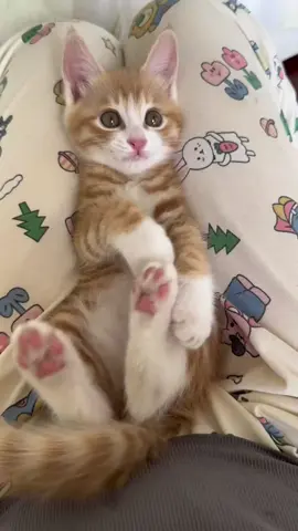 #kitten #кошечка #кіттіктокер #кітукраїнець #кіт #catlover #cats #cat #catsoftiktok #tiktok #котик #кот #котикитикток #котикиприколы #котики #котенок #котята #котэ #котыприколы #котики🐈 