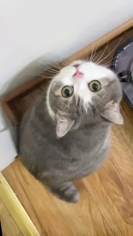 Cute Cat #cat #meo #cute #cutecat #funnycats