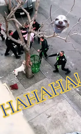 😂😂😂 #funnyvideos #funny #dogs #police #policeoftiktok #dogsoftiktok #fails #failarmy #policehumor #policeacademy #nyc  #foryou #fypage #trending #foryoupage 