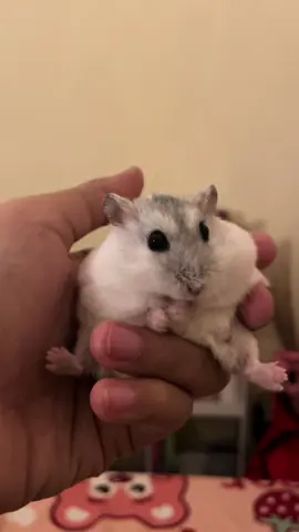 Main sambil rebahan karena aku pun sama sama mager 😋 #pets #hamsters #hamster🐹 #chonkyhamster #dailyhamsters #hamstersoftiktok 