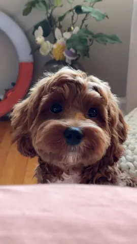 My cutesy demure puppy who hasn’t got a clue what I’m saying ✨ #dogsoftiktok #dogtok #cavapoo #cavapoopuppy #puppyfyp #dogmom