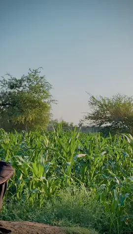 @⚔️S H I N W A R i🇦🇫⚔️ @Munsif Shinwari @šHínwARi—-śāb🇦🇫 👑@Ijaz khan @Z.   ☠️   K @💕_Waseem_Shinwari_💕i_💕 💔🇦🇫👑✌️