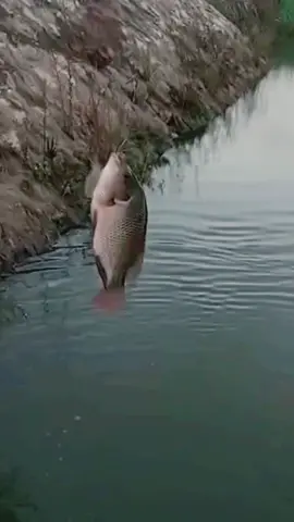 البلطى العفى🐟♥️ #رزق #اكسبلورexplore #fishing #summervibes #tilapiafish #sea #river 