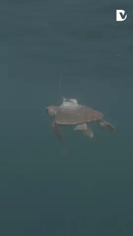 Trabajadores y amigos del Aquarium de San Sebastián se han embarcado este martes por la mañana en un viaje de despedida para liberar a las tortugas Aquiles, Portu y Pirata. Estos tres galápagos han vuelto a su hábitat natural después de pasar cuatro meses en el Aquarium, donde se han recuperado tras llegar deshidratados, desnutridos y con hipotermia. «La recuperación de estas especies se ha multiplicado por diez», han incidido desde el centro oceanográfico de Gipuzkoa. 👉 Sigue toda la actualidad y la última hora en www.diariovasco.com #tortugas #aquariumsansebastian #galapagos #recuperacion #fauna #mar