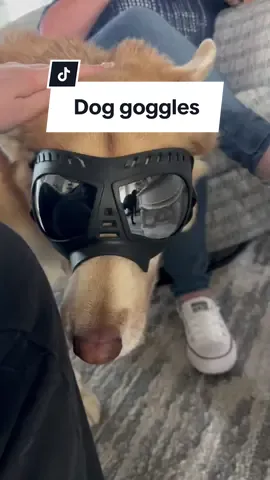 So cute 🐶#dogs #goggles #cute#tiktokshop 