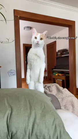 Guys… I caught my cat being a human for a sec. I dont think I was supposed to watch… #humancat #catsoftiktok #weirdcats #wlw #cattok 