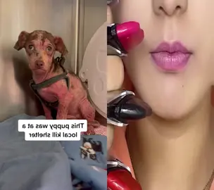 #dogs #dogsoftiktok #fypシ゚viral #lipstick 