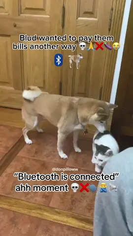 Zesty ahh blud 💀😭🙏🙅‍♂️🤏🚨 #dawg #blud #ahh #goofy #funny #dog #funny 