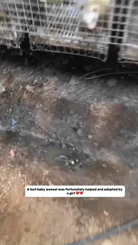 A lost baby weasel was fortunately helped and adopted by a girl. #cuteanimals #fox #ferret #cute#fym 