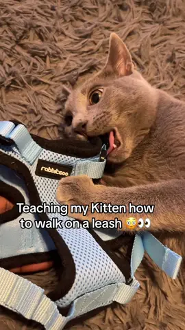Day 1 of teaching Smokey how to walk on a leash 😂😭 #cat #cats #catsoftiktok #catslovers #cattok #kitten #kittensoftiktok #kittens #animalsoftiktok #newyork #nyc #animallover 