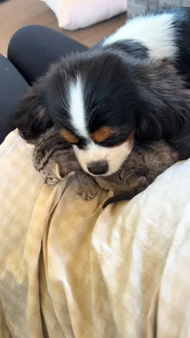 I think he claimed them #cavalier #dogsoftiktok #puppiesoftiktok #cavalierkingcharlesspaniel 