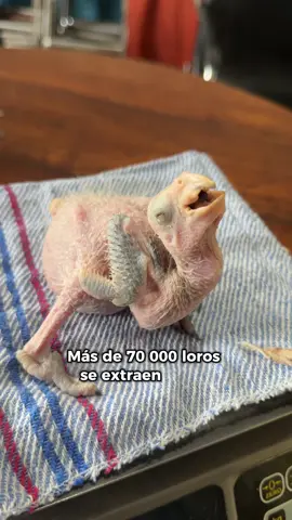 La compra y venta de loros tiene que parar. No son mascotas. #loro #loros #lorosdetiktok 