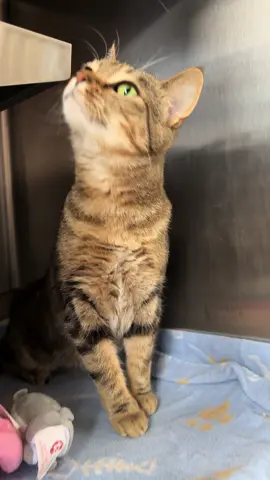💙 Ciabattaaaaa! 1 year old, spayed, up to date on vaccines AND microchipped! 🐾 Check out cahumane.com for more info! #fyp #fypage #xyzbca #fypシ゚viral #cute #adoptme #trending #trendingvideo #viral #cat #catsoftiktok #cats #cattok 