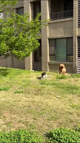 These dogs are afraid of cats #fyp #foryou #cat #catsoftiktok #dog 