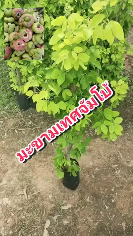 #มะขามเทศจัมโบ้ 