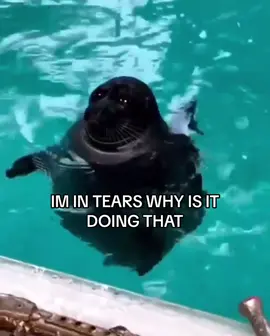 fat #seals #sealtok #iloveseals #iloveseals🦭 #fyp 