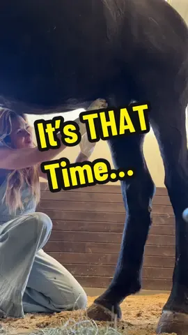 Horse sheath cleaning day 🧼#creatorsearchinsights #horses #horsecare #equestrian 