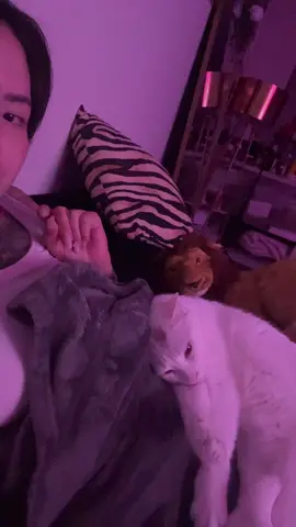 I mean look at him #fyp #loml #catsoftiktok #fypツ 