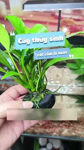 Cây thuỷ sinh gắn giá thể luôn là lựa chọn hoàn hảo cho người chơi thuỷ sinh không thích đất nền #nuoicacungminhkhoi #caythuysinh #cacanh #aquarium #fishtok 