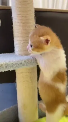 #cats #fyp #cat #funny #catsoftiktok #cute 