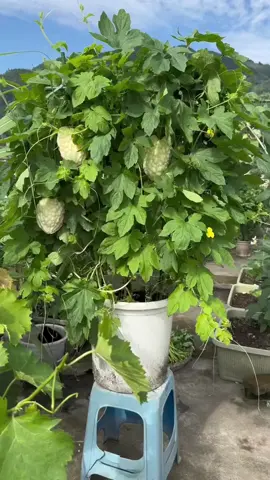 Team ko ăn được đắng thì trồng khổ qua trắng này nhé! Tốt cho sức khoẻ, đẹp, dễ trồng mà dễ ăn nữa #muopdang #thichtrongrau01 #vuoncayhoamau