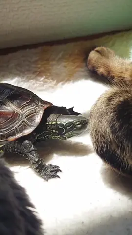 【A turtle whose shell is patted by his favorite cat】