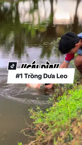 Trồng Dưa Leo #hienonha 