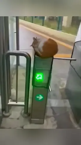 The end 🤣🤣 #pet #cat #dog #cute #animals #foryou #typ