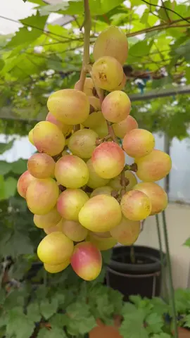 Anggur kupidon dikebun House of grape Balikpapan #anggurimport #tabulampotanggur #houseofgrape #menanamanggur #urbanfarming #kebunanggur 