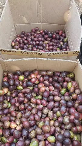 melayani sesuai permintaan anda     #merahkuningijo  #makanbuahmatoa #enakbanget  #buahmatoa #matoa  #buahlangka  #nikmat #3rasa  #buahunik #buahasliindonesia  #buahmahal   #rasakanabadi  #matoapati #buahviral #fyp 