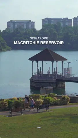 MacRitchie Reservoir is one of Singapore's oldest reservoirs, built in the 1860s. It is located within a nature reserve that's popular for hiking.  📍: MacRitchie Reservoir Park, Singapore 🚇: Caldecott MRT Station / MacRitchie Reservoir Bus station (closest station) #macritchiereservoir #macritchienaturetrail #macritchiereservoirpark #nparkbuzz #nparks #singapore #visitsingapore #singaporeheritage #cityinnature 