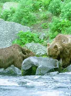 Part 8#fyp #wildanimals #foryoupage #animalswildlife 