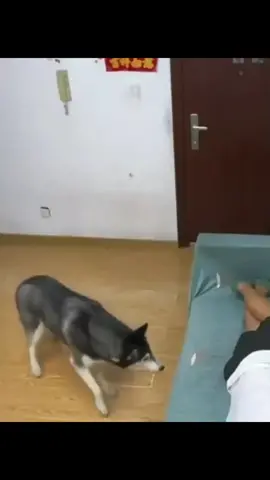 #funny #dogs #funnydog #cat #funnycat 
