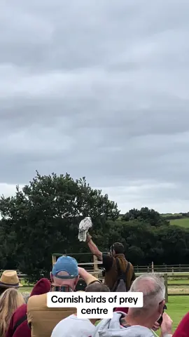 #cornishbirdsofprey #birdsofprey #flyingdisplays #rescue #rehabilitation #wildbirdhospital 