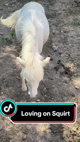 Loving on this little Squirt. For refernce he isnt actually sad 😂 he has just calmed down these days. #minihorse #minifarm #horse #farm