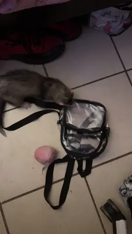 #ferretsoftiktok #ferret #ferrettok #thief #determination #popeyes #fypage #foryou #fypシ゚viral #fyppppppppppppppppppppppp #teamwork #lasvegas 