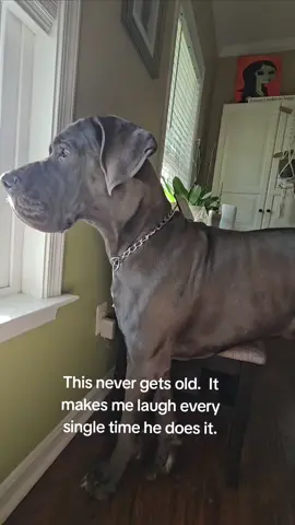 I could do this every day and each time he sits I find it hilarious.   #greatdane  #dog #sit #nevergetsold #greatdanesoftiktok #simpleminds #easilyamused 