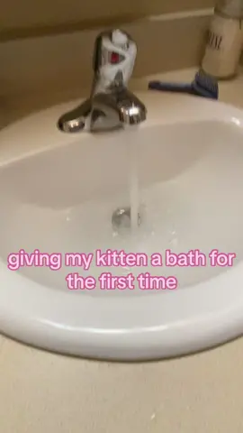 i think she forgives me now 🏷️ #fyp #fy #cats #kitten #catsoftiktok #cute #foryoupage #funnypets #kittensoftiktok 