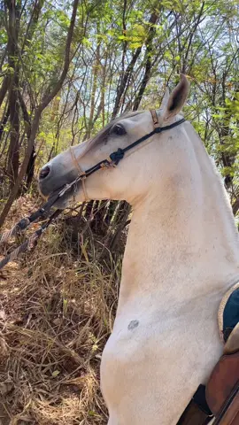 Cavalo tortilho #cavalos #mangalargamarchador #mangalarga #flypシ #baias #haras 