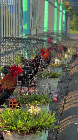 Bình yên mỗi sáng em ơi…🥰📌🐓🌾#Sumgàđiều✅🐓🌾 #gàđáđồngtháp #gàbông #gàchiến #gàđámiềntây #66đồngtháp #xuhuongtiktok 