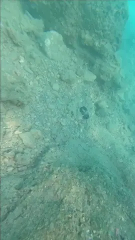 #underwater #scubadiving #fyp #treasure