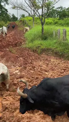 🤠 Los indomables de la montaña ⛰️ #torosdereparo #brangus #negro #rodeo #rodeotok #simbrah #ganaderia #guatemala🇬🇹 #tigresdelnorte #ganaderos502🇬🇹 #ganaderosgt🇬🇹 