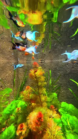 Thành quả 🥰#CapCut #dailyvlog #Goncoffee #chill #hocaximang #hocangoaitroi #hocadep #thugian #ngamcanhnghenhac #capcut_edit #ngamca #mollyplatinum #mollygold 