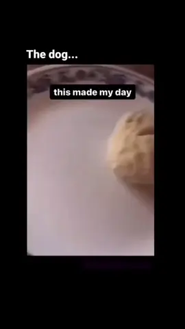 coitado do cachorro kkkkkk pão cachorro duro