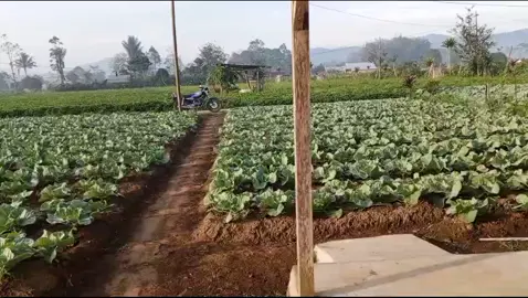 HALLO . Sahabat petani pemuda lampung. suasana di lahan tanaman kol.#kol #petanimuda #sayurkol