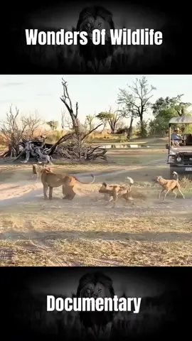 Lion vs WildDogs #wilddog #lionfight #wondersofwildlife #documentary #wildlifeoftiktok #fy #fypシ゚viral 