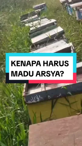 Kenapa Harus Madu Arsya? #maduasli #maduakasia #madumurni #fyppppppppppppppppppppppp 