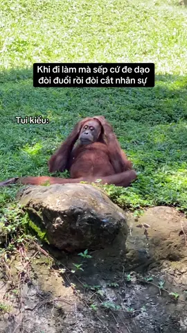 Sơ hở là đồi đuổi, cũng có sỉ diện chứ😎#vcreator #s4zpwek #vinpearlsafariphuquoc #vinwonders #wondersummer #monkey #xuhuong #viral #fyp 