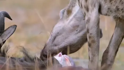 Hyena Queen's Struggle: Surviving Without Prey or Water in the Wild** #NatureExploration #WildlifeDocumentary #HyenaQueen #SurvivalInTheWild #AnimalWorld #wildlife 